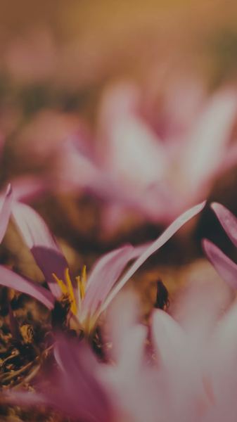 关于老公妈宝男怎么改变他，一个真实故事改变了我的看法