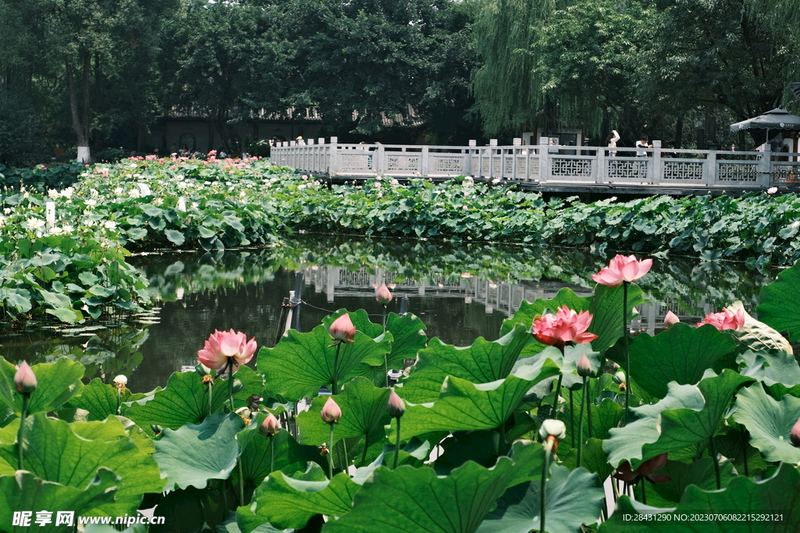 【原创】进入六年级以后，孩子心理情感的变化及其应对措施——20211126日华夏家长会上发言扩展稿