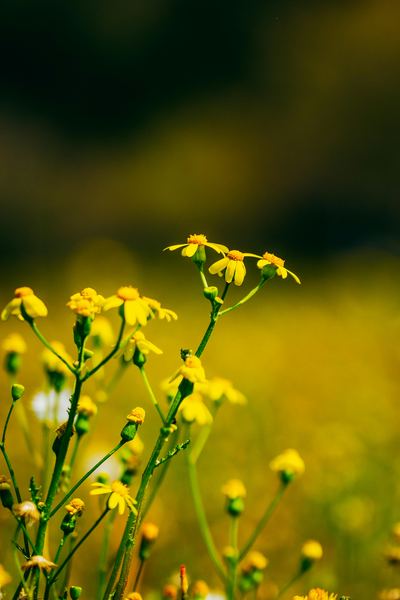 双子座为什么忽冷忽热：写给每一个正在经历的你