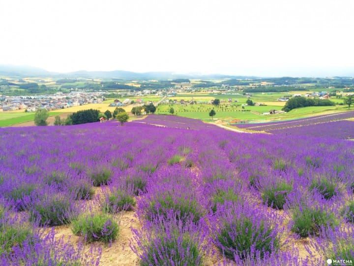 双鱼座为什么总是容易受伤