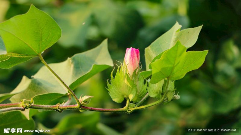 总是患得患失、缺乏安全感？可能是你的依恋模式在作怪(家长课堂)